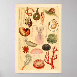 Poster Copie d'art de collection de vie marine de méduses