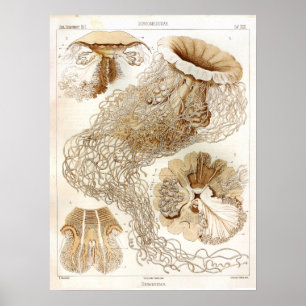 Poster Copie d'art de méduses d'océan de vie marine