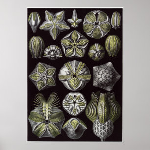 Poster Copie d'art d'Ernst Haeckel : Blastoidea