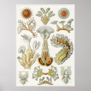 Poster Copie d'art d'Ernst Haeckel : Bryozoaires