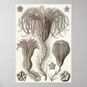 Poster Copie d'art d'Ernst Haeckel : Crinoidea