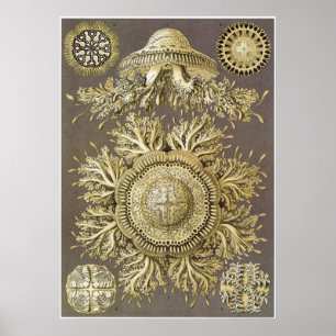 Poster Copie d'art d'Ernst Haeckel : Discomedusae