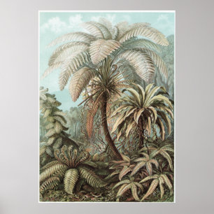 Poster Copie d'art d'Ernst Haeckel : Filicinae