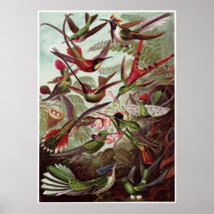 Poster Copie d'art d'Ernst Haeckel : Trochilidae