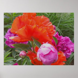 Poster Copie d'art : Pavots, pivoines, orange et rose