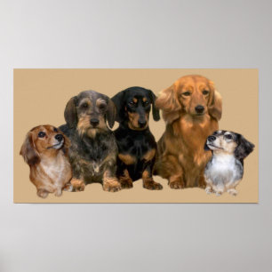Poster Copie de bande de teckel