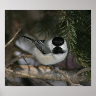 Poster Copie de Chickadee couverte par noir