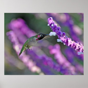 Poster Copie de colibri de Jack London Anna masculine