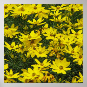 Poster Copie de Coreopsis