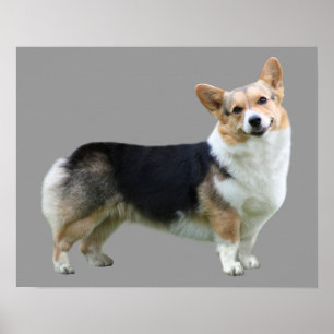 Poster Copie de corgi de Gallois de Pembroke