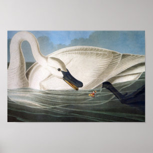 Poster Copie de cygne de trompettiste d'Audubon