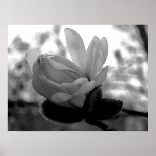Poster Copie de fleur de ressort