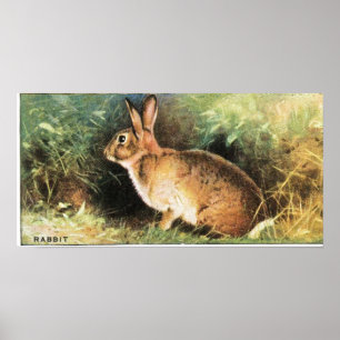 Poster Copie de lapin