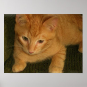 Poster Copie de photo de Kitty