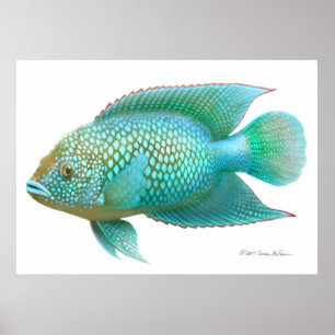 Poster Copie de poissons de Cichlid de Jack Dempsey