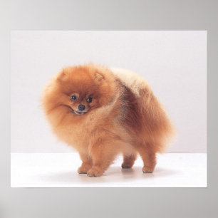 Poster Copie de Pomeranian