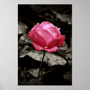 Poster Copie de rose de rose