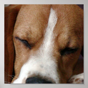 Poster Copie de sommeiller de beagle