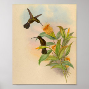 Poster Copie De suie-couverte de colibri du cru 1861