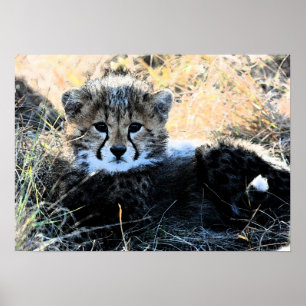 Poster Copie de toile de petit animal de guépard