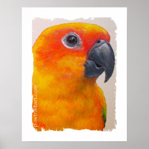 Poster Copie de toile - Sun Conure