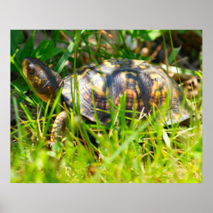 Poster Copie de tortue de boîte