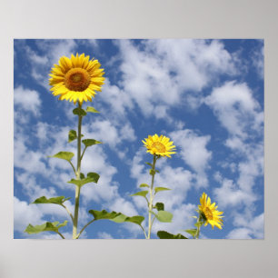 Poster Copie de tournesol