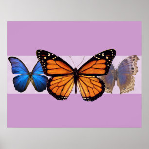 Poster Copie de trois jolie papillons