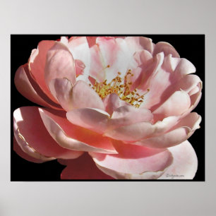 Poster Copie démodée d'affiche de rose de rose