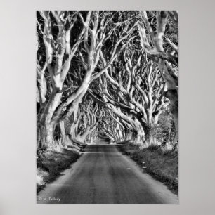 Poster Copie des haies B&W d'obscurité
