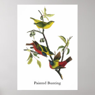 Poster Copie d'étamine peinte par Audubon de John