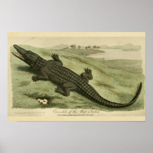 Poster Copie d'histoire naturelle de crocodile des