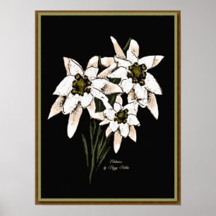Poster Copie d'illustration d'edelweiss