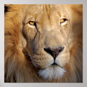 Poster Copie d'images de lion