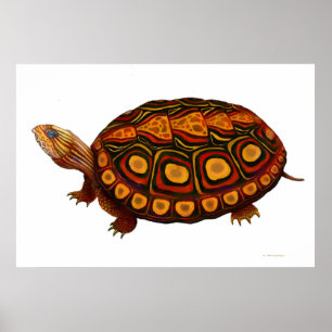 Poster Copie en bois d'Amérique centrale de tortue