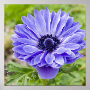 Poster Copie fleurissante d'aster