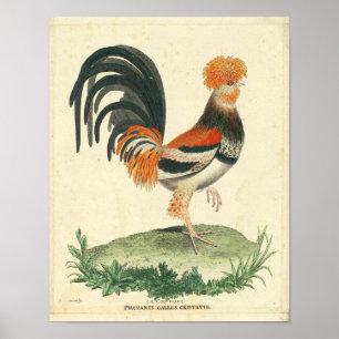 Poster Copie française vintage de coq