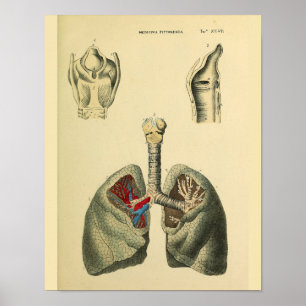 Poster Copie humaine d'art d'anatomie de trachée de