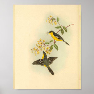Poster Copie jaune noire d'oiseau de FLYCATCHER de