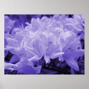 Poster Copie lilas de lis