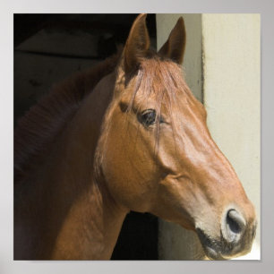 Poster Copie quarte américaine de photo de cheval