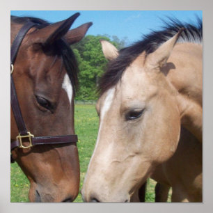 Poster Copie Romance d'affiche de cheval