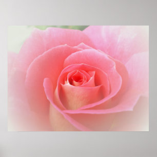 Poster Copie romantique de rose de rose