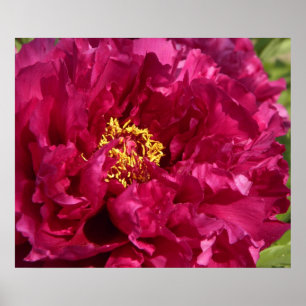 Poster Copie rose d'affiche de pivoine