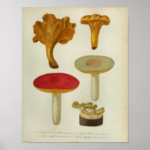 Poster Copie rouge d'art de champignons de brun jaune du