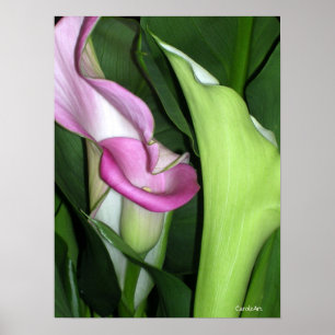 Poster Copie sinueuse de zantedeschias