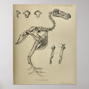 Poster Copie squelettique d'oiseau éteint de Didus