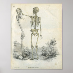 Poster Copie squelettique humaine d'art