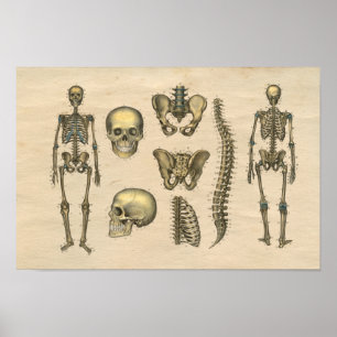 Poster Copie squelettique humaine de l'anatomie 1841