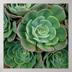 Poster Copie succulente